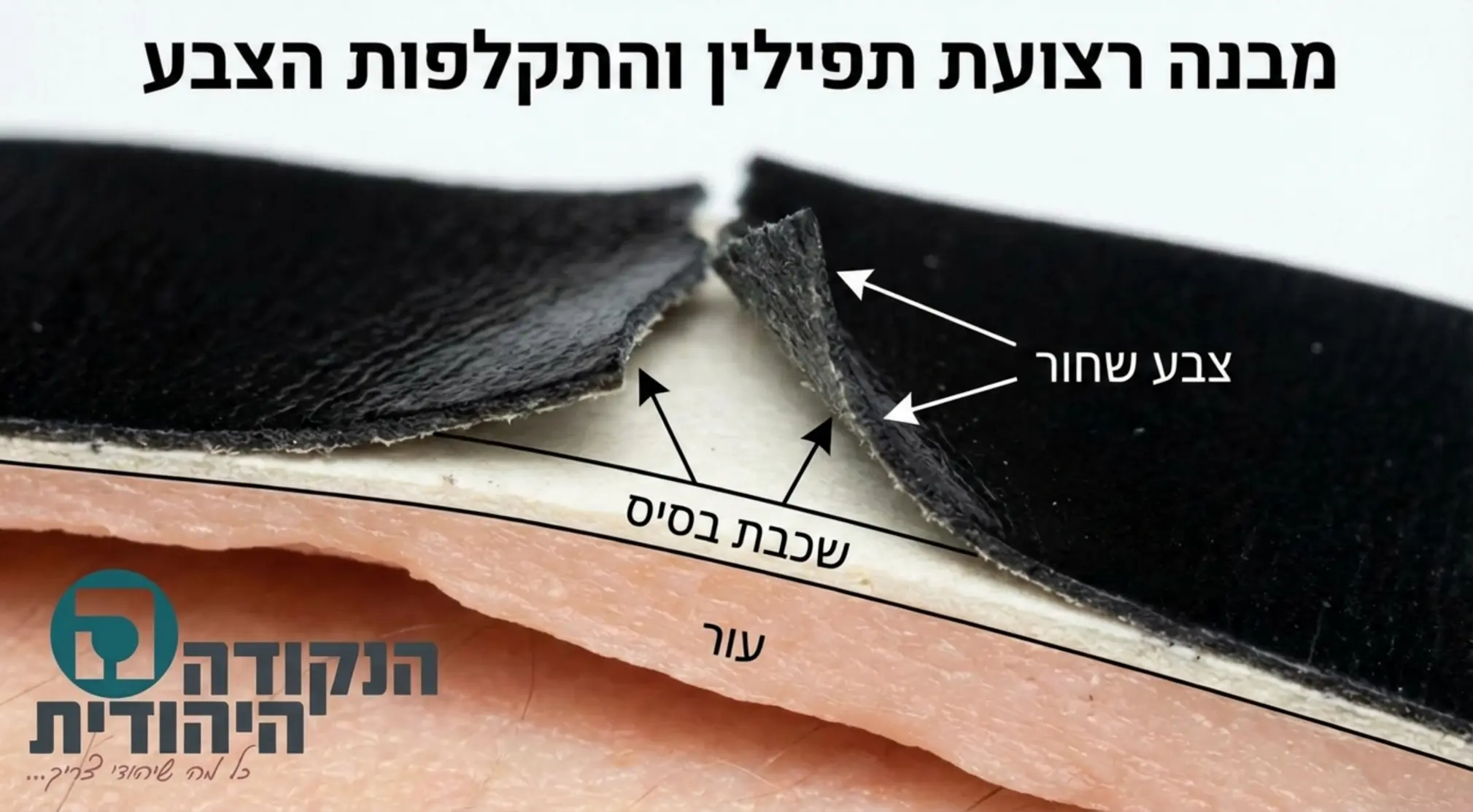אינפוגרפיקה המציגה רצועת תפילין במבט מקרו, עם חלוקה ויזואלית לשכבות: העור עצמו, שכבת הבסיס, ושכבת הצבע השחור, כדי להמחיש היכן מתרחשת הבעיה כשהצבע מתקלף